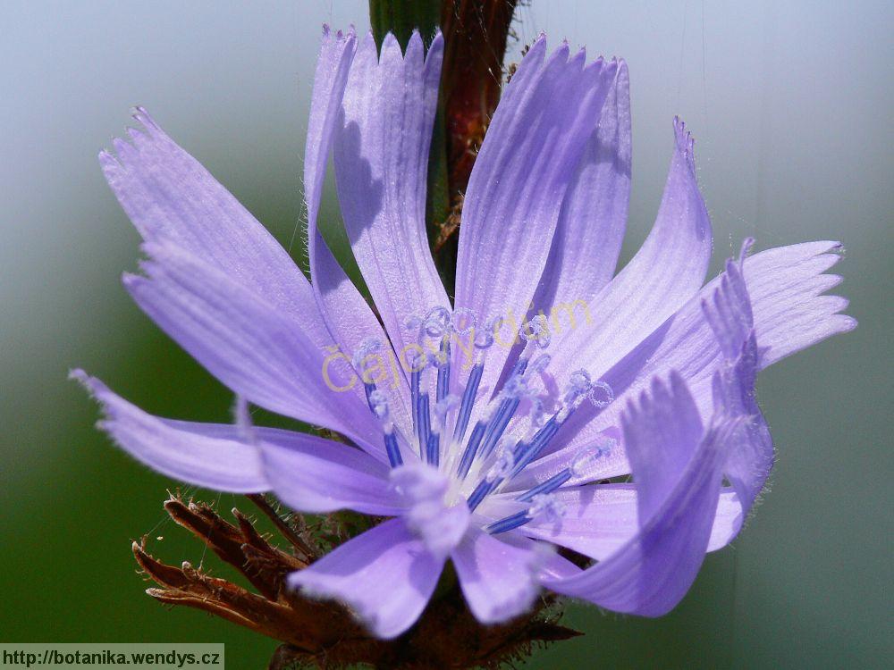 Čekanka kořen řezaný